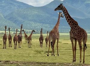 Grandir ensemble, comme un groupe de girafes